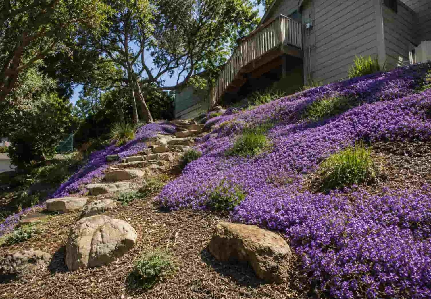 Steep hill landscaping ideas with purple flowering plants and layered ground covers on a hillside slope.