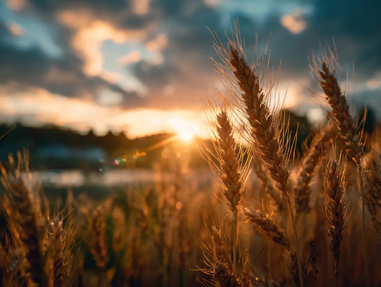 Golden wheat field at sunset glowing in warm light, symbolizing mindset shift and gratitude with soft clouds and peaceful evening sky in the background.